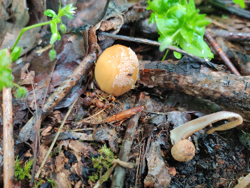 Coprinellus sp. 'domesticus-PNW05'