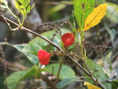 Paullinia fuscescens