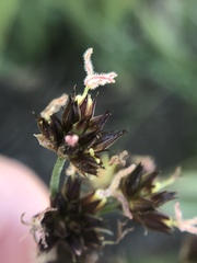 Juncus phaeocephalus