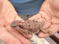 Phrynosoma cerroense