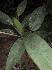 Heliconia librata