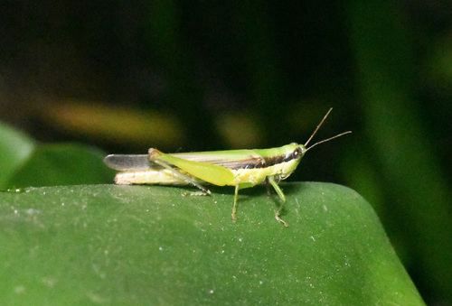 Cornops image