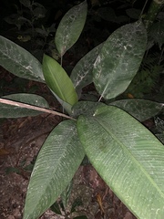 Heliconia librata