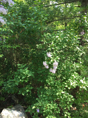 Syringa
