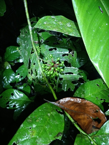 Guatteria glauca
