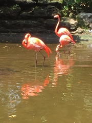 Phoenicopteriformes
