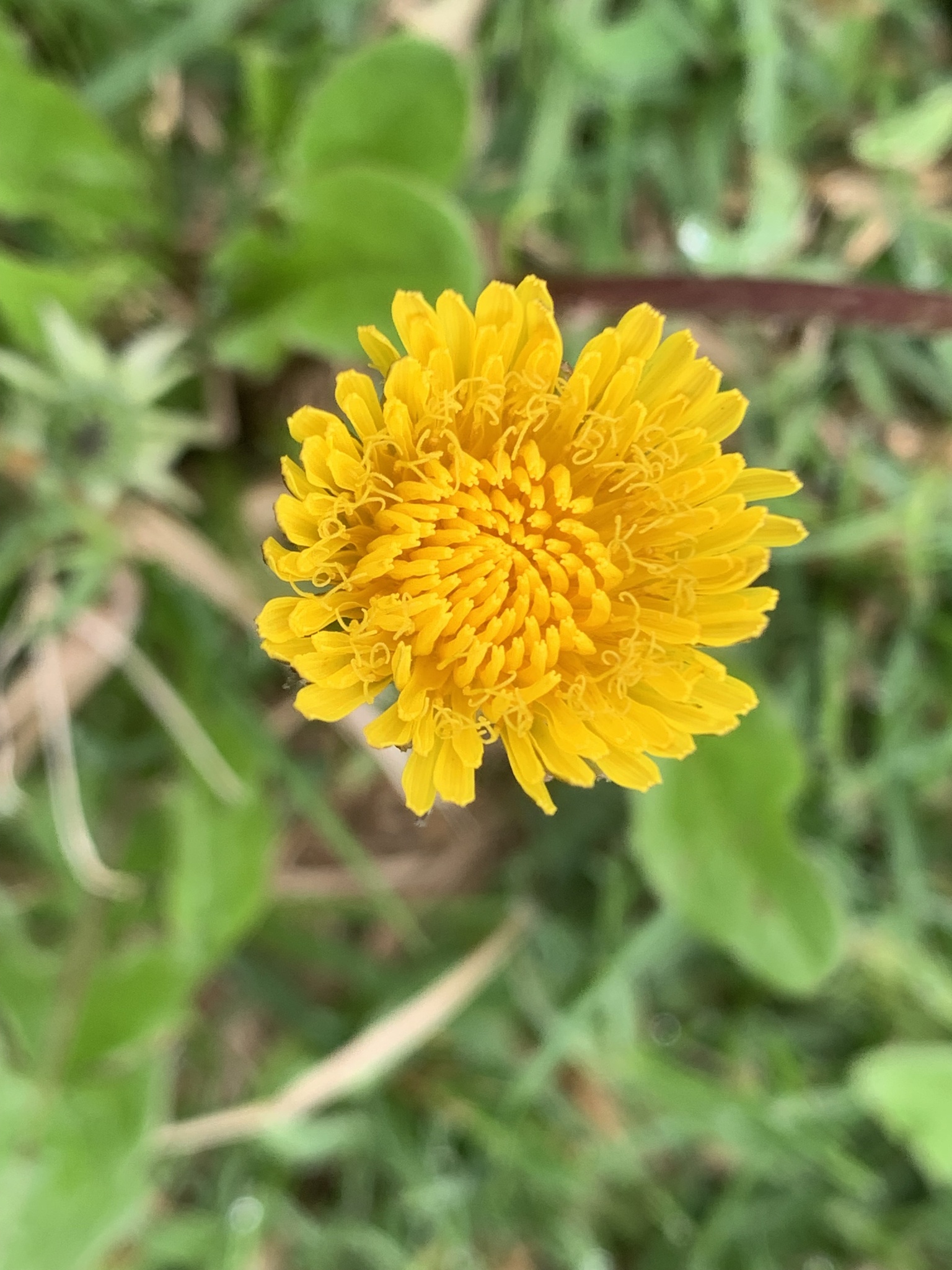 Taraxacum officinale image
