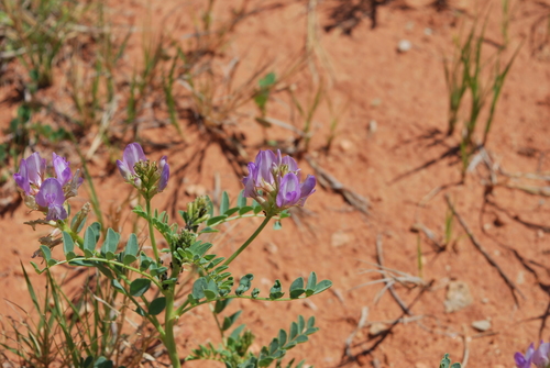 Astragalus lentiginosus var. higginsii