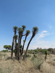 Yucca decipiens