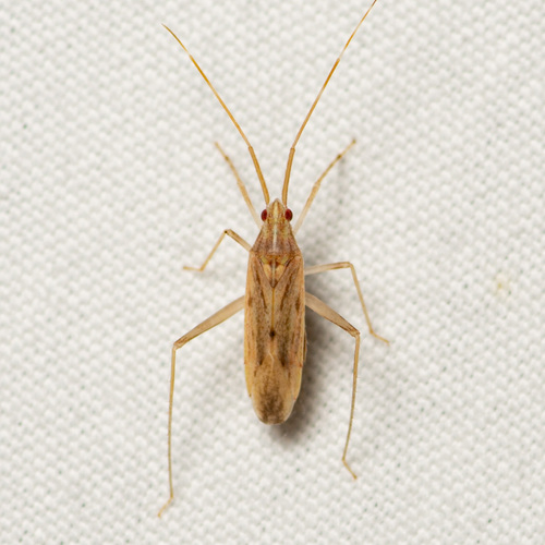 Phytocoris suavis