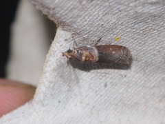 Ptyomaxia swinhoeella