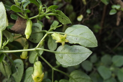 Salpichroa tristis