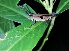Xiphiola cyanoptera