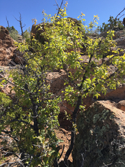 Quercus × undulata