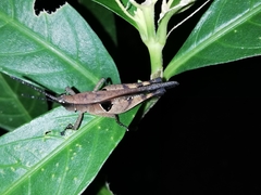 Xiphiola cyanoptera