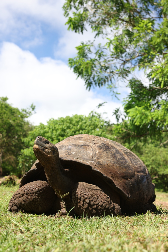 Galápagos Giant Tortoise from Parque Nacional Galápagos, Santa Cruz ...