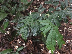 Archidendron clypearia