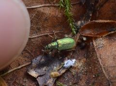 Phyllobius argentatus