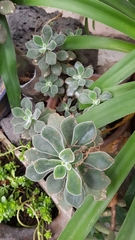 Echeveria pulvinata
