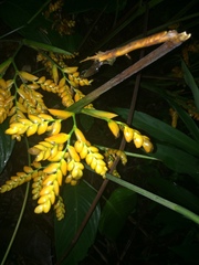 Stromanthe stromanthoides