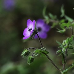 Pholistoma auritum auritum