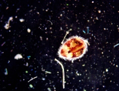 Cypridopsis