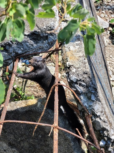 Rock Squirrel
