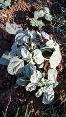 Chrozophora tinctoria