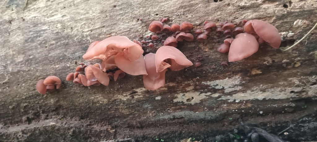 Auricularia fuscosuccinea · April 2024 · photo: © alfredium (iNaturalist, cc-by)