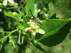 Callimoxys fuscipennis