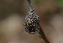 Polydrusus tereticollis