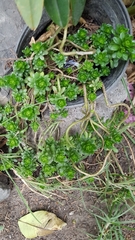 Sedum × luteoviride