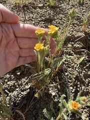 Mentzelia veatchiana