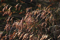 Thamnochortus punctatus