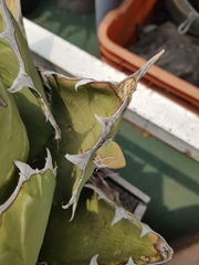 Callophrys xami xami