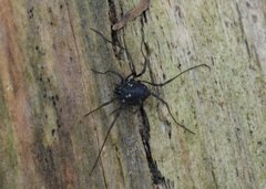 Paranemastoma quadripunctatum