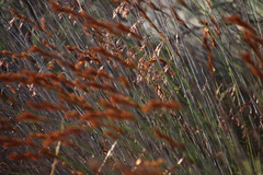 Thamnochortus punctatus