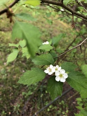 Crataegus intricata
