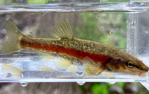 Western Blacknose Dace