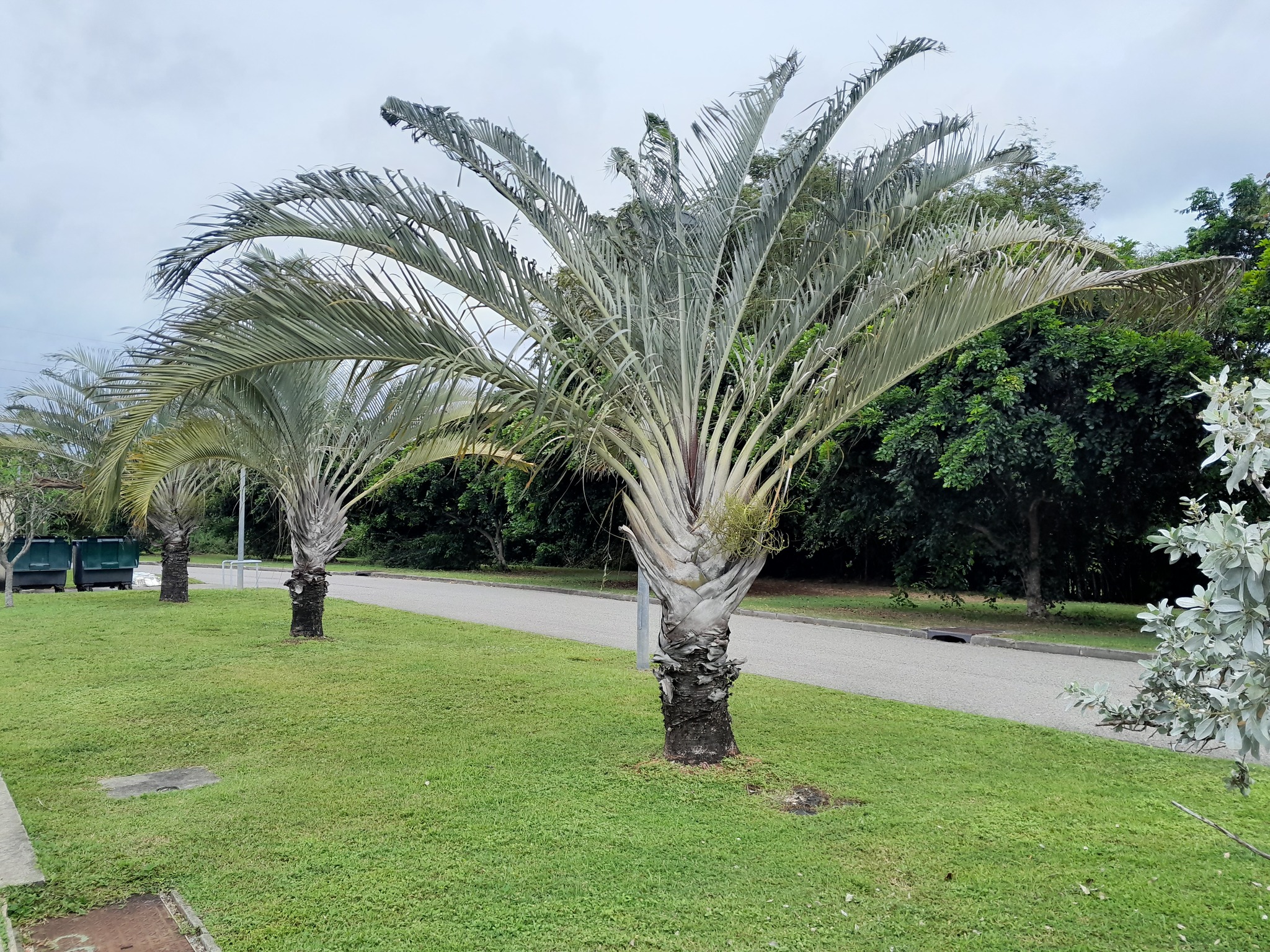 Imagem de Palmeira triangular