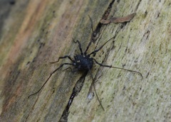 Paranemastoma quadripunctatum