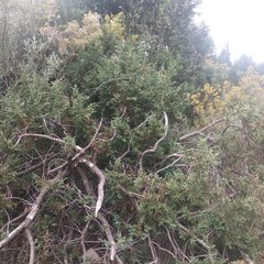 Juniperus deppeana deppeana