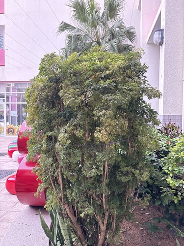 Foto de Bonsai-Havaí