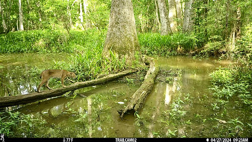 Bobcat photographed in Louisiana