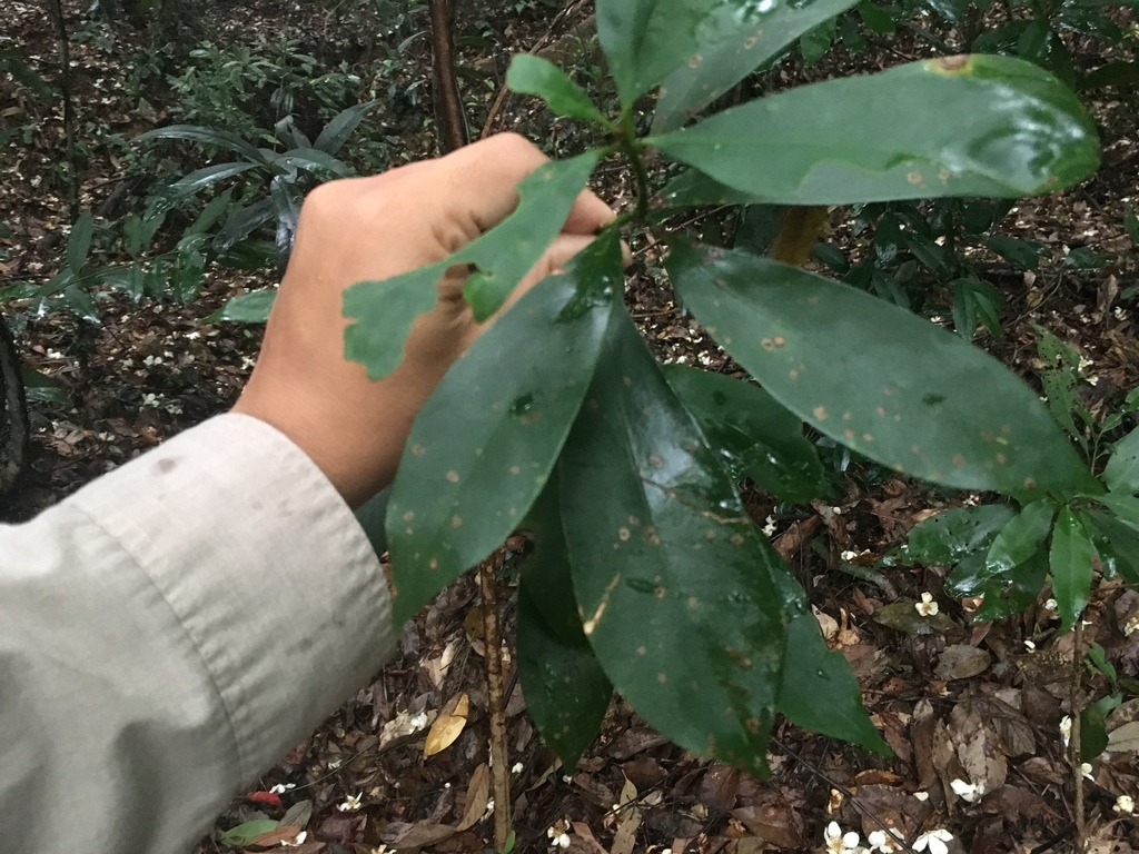 Sarcosperma laurinum (Sarcosperma laurinum)