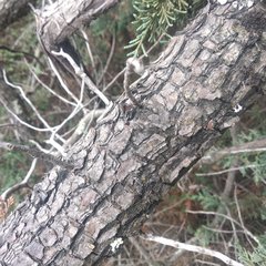 Juniperus deppeana deppeana