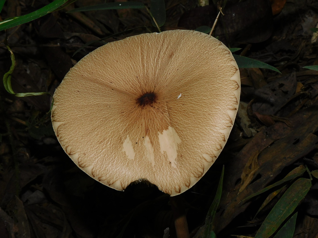 Macrolepiota capelariae · April 2024 · photo: © ana_ads (iNaturalist, cc-by)