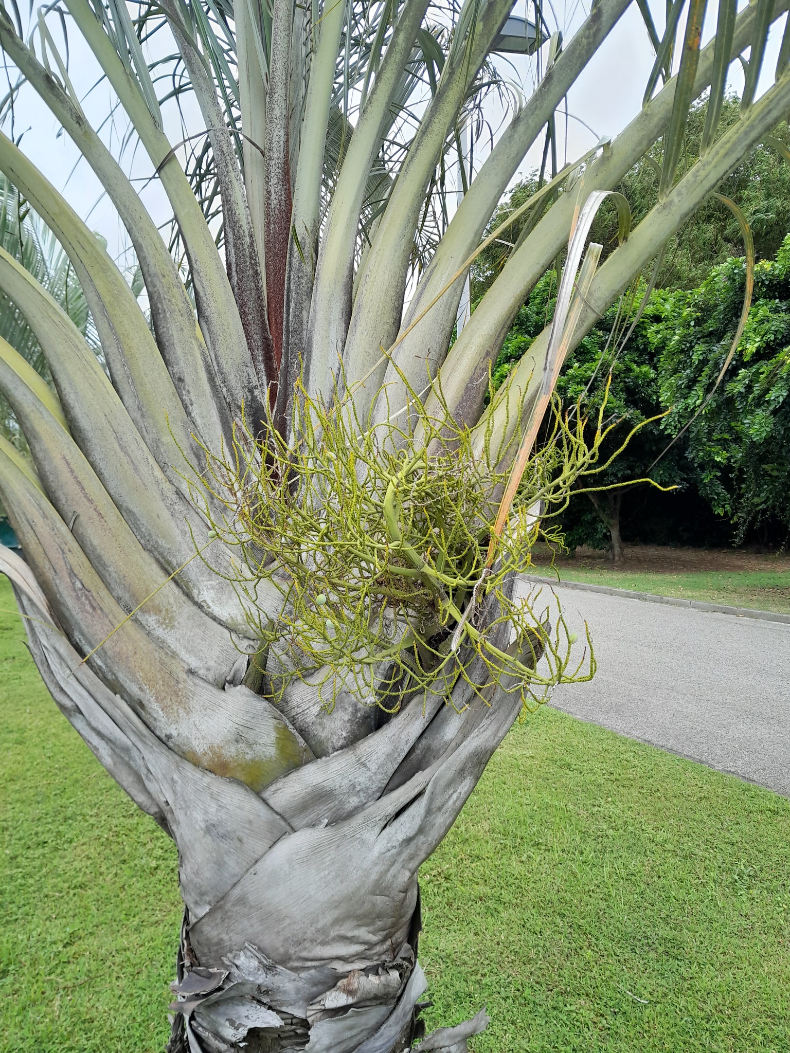 Imagem de Palmeira triangular