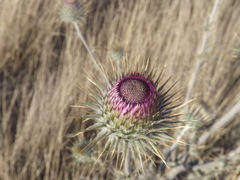 Cirsium neomexicanum