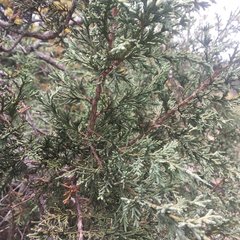 Juniperus deppeana deppeana